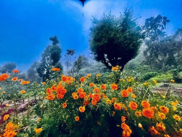 marigold-generals-bungalow-nuwaraeliya-big-0