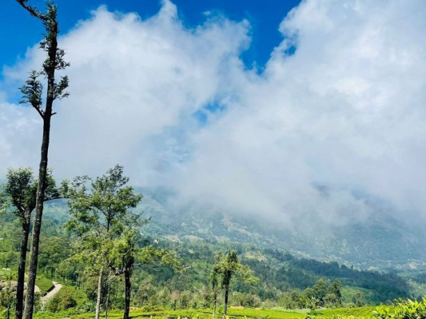 marigold-generals-bungalow-nuwaraeliya-big-1
