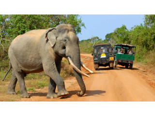 Yala Safari and Baby Yala Safari with Freelancer Chameera