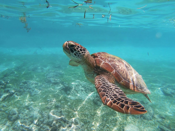 sea-adventure-and-snorkeling-with-turtle-in-mirissa-sri-lanka-big-1