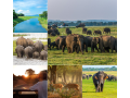 elephant-safari-at-minneriya-for-an-unforgattable-jeep-safari-small-0